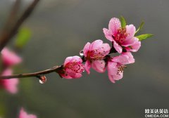 桃花(huā)源記-你(nǐ)與春天有個約會(huì)